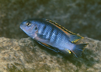 Tropheops sp. 'chilumba' Mphanga Rocks